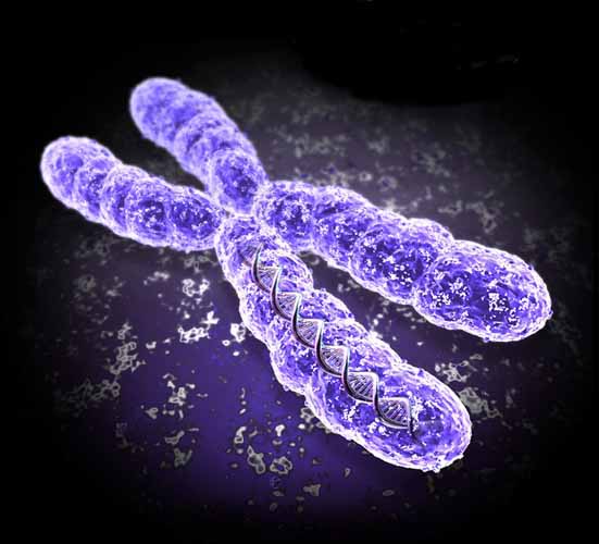 Que es un Cromosoma ?