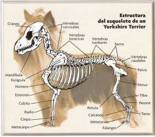 Esqueleto del Yorkshire Terrier