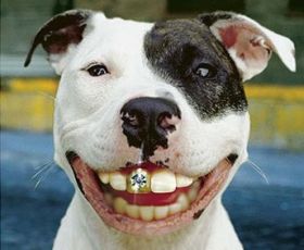 Sonrrisa Canina