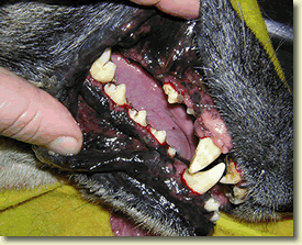 El Cuidado Dental del Perro